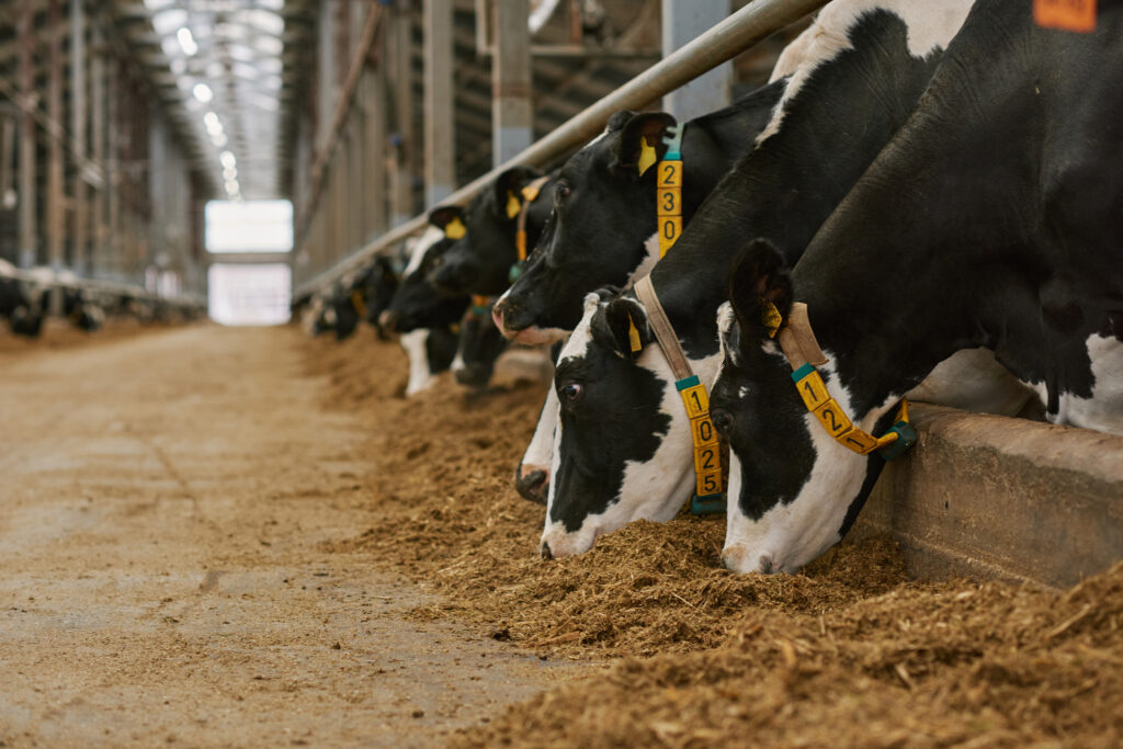 Row of dairy cows eating feed along a bunk inside a commercial barn