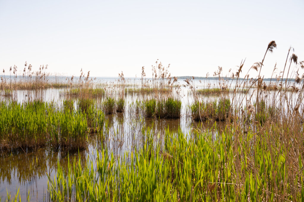 Green and brown reeds growing in shallow standing water across a wide wetland